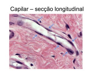 Capilar – secção longitudinal
 