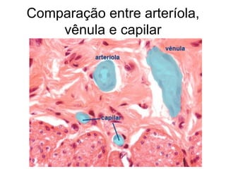 Comparação entre arteríola,
vênula e capilar
 