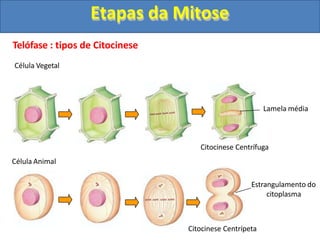 Telófase : tipos de Citocinese
Célula Vegetal
Célula Animal
Citocinese Centrífuga
Citocinese Centrípeta
Lamela média
Estrangulamento do
citoplasma
Etapas da Mitose
 
