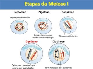 Emparelhamento dos
cromossomos homólogos
Tétrades ou bivalentes
Leptóteno Zigóteno Paquíteno
Separação dos centríolos
Quiasmas, ponto em que
ocorreram as mutações
Diplóteno Diacinese
Terminalização dos quiasmas
Etapas da Meiose I
 