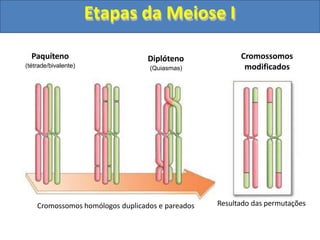 Cromossomos homólogos duplicados e pareados Resultado das permutações
Paquíteno
(tétrade/bivalente)
Diplóteno
(Quiasmas)
Cromossomos
modificados
Etapas da Meiose I
 