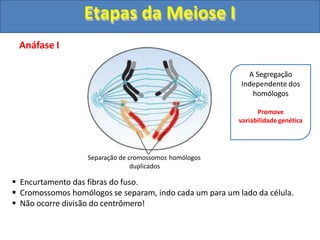 Anáfase I
Separação de cromossomos homólogos
duplicados
 Encurtamento das fibras do fuso.
 Cromossomos homólogos se separam, indo cada um para um lado da célula.
 Não ocorre divisão do centrômero!
A Segregação
Independente dos
homólogos
Promove
variabilidade genética
Etapas da Meiose I
 