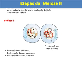 Na segunda divisão não ocorre duplicação do DNA.
Fase idêntica a Mitose.
Prófase II
Condensação dos
cromossomos
 Duplicação dos centríolos.
 Espiralização dos cromossomos.
 Desaparecimento da carioteca.
Etapas da Meiose II
 