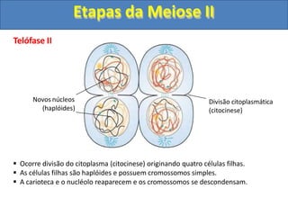 Telófase II
 Ocorre divisão do citoplasma (citocinese) originando quatro células filhas.
 As células filhas são haplóides e possuem cromossomos simples.
 A carioteca e o nucléolo reaparecem e os cromossomos se descondensam.
Novos núcleos
(haplóides)
Divisão citoplasmática
(citocinese)
Etapas da Meiose II
 