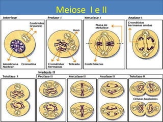 Meiose I e II
 