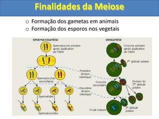 o Formação dos gametas em animais
o Formação dos esporos nos vegetais
Finalidades da Meiose
 