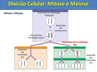 Cromossomos Homólogos
Célula (2n)
Duplicação
dos
cromossomos
Cromossomos
homólogos duplos
Separação dos homólogos
(R!)
Separação
das
Cromátides
(E!)
Mitose x Meiose
Separação
das
Cromátides
(E!)
Divisão Celular: Mitose e Meiose
 