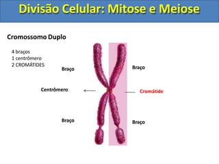 Cromossomo Duplo
Centrômero
Braço
Braço
Cromátide
Braço
Braço
4 braços
1 centrômero
2 CROMÁTIDES
Divisão Celular: Mitose e Meiose
 