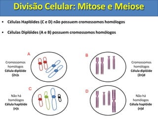 • Células Haplóides (C e D) não possuem cromossomos homólogos
• Células Diplóides (A e B) possuem cromossomos homólogos
Cromossomos
homólogos
Célula diplóide
(2n)s
Cromossomos
homólogos
Célula diplóide
(2n)d
Não há
homólogos
Célula haplóide
(n)d
Não há
homólogos
Célula haplóide
(n)s
A B
C
D
Divisão Celular: Mitose e Meiose
 