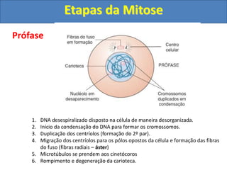 Prófase
1. DNA desespiralizado disposto na célula de maneira desorganizada.
2. Início da condensação do DNA para formar os cromossomos.
3. Duplicação dos centríolos (formação do 2º par).
4. Migração dos centríolos para os pólos opostos da célula e formação das fibras
do fuso (fibras radiais – áster)
5. Microtúbulos se prendem aos cinetócoros
6. Rompimento e degeneração da carioteca.
Etapas da Mitose
 