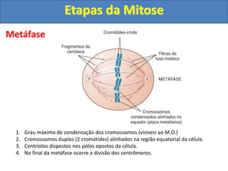 Metáfase
1. Grau máximo de condensação dos cromossomos (visíveis ao M.O.)
2. Cromossomos duplos (2 cromátides) alinhados na região equatorial da célula.
3. Centríolos dispostos nos pólos opostos da célula.
4. No final da metáfase ocorre a divisão dos centrômeros.
Etapas da Mitose
 