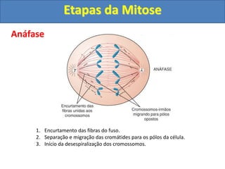 Anáfase
1. Encurtamento das fibras do fuso.
2. Separação e migração das cromátides para os pólos da célula.
3. Início da desespiralização dos cromossomos.
Etapas da Mitose
 