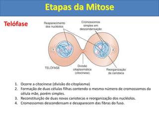 Telófase
1. Ocorre a citocinese (divisão do citoplasma)
2. Formação de duas células filhas contendo o mesmo número de cromossomos da
célula mãe, porém simples.
3. Reconstituição de duas novas cariotecas e reorganização dos nucléolos.
4. Cromossomos descondensam e desaparecem das fibras do fuso.
Etapas da Mitose
 