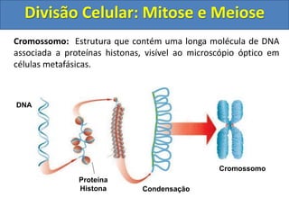 Cromossomo: Estrutura que contém uma longa molécula de DNA
associada a proteínas histonas, visível ao microscópio óptico em
células metafásicas.
Proteína
Histona Condensação
Cromossomo
DNA
Divisão Celular: Mitose e Meiose
 