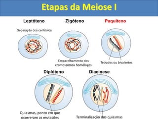 Leptóteno
Separação dos centríolos
Zigóteno
Emparelhamento dos
cromossomos homólogos
Tétrades ou bivalentes
Paquíteno
Quiasmas, ponto em que
ocorreram as mutações
Diplóteno
Terminalização dos quiasmas
Diacinese
Etapas da Meiose I
 