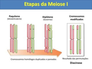 Cromossomos homólogos duplicados e pareados Resultado das permutações
Paquíteno
(tétrade/bivalente)
Diplóteno
(Quiasmas)
Cromossomos
modificados
Etapas da Meiose I
Diacinese
 