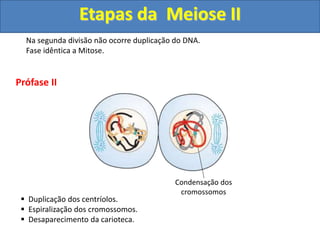 Prófase II
 Duplicação dos centríolos.
 Espiralização dos cromossomos.
 Desaparecimento da carioteca.
Condensação dos
cromossomos
Etapas da Meiose II
Na segunda divisão não ocorre duplicação do DNA.
Fase idêntica a Mitose.
 