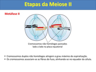 Metáfase II
 Cromossomos duplos não homólogos atingem o grau máximo de espiralização.
 Os cromossomos associam-se as fibras do fuso, alinhando-se no equador da célula.
Cromossomos não homólogos pareados
lado a lado na placa equatorial
Etapas da Meiose II
 