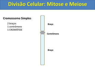Cromossomo Simples
Centrômero
Braço
Braço
2 braços
1 centrômero
1 CROMÁTIDE
Divisão Celular: Mitose e Meiose
 