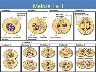 Meiose I e II
 