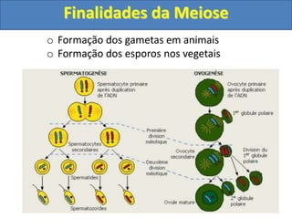 o Formação dos gametas em animais
o Formação dos esporos nos vegetais
Finalidades da Meiose
 