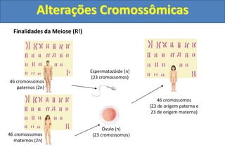 Finalidades da Meiose (R!)
46 cromossomos
paternos (2n)
46 cromossomos
maternos (2n)
Espermatozóide (n)
(23 cromossomos)
Óvulo (n)
(23 cromossomos)
46 cromossomos
(23 de origem paterna e
23 de origem materna)
Alterações Cromossômicas
 