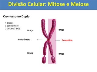 Cromossomo Duplo
Centrômero
Braço
Braço
Cromátide
Braço
Braço
4 braços
1 centrômero
2 CROMÁTIDES
Divisão Celular: Mitose e Meiose
 