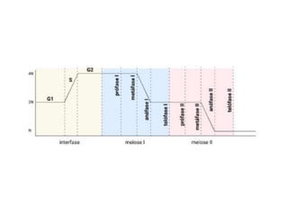 AULA modificada de DIVISÃO CELULAR (mitose e meiose).pptx