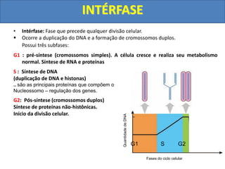 • Intérfase: Fase que precede qualquer divisão celular.
 Ocorre a duplicação do DNA e a formação de cromossomos duplos.
Possui três subfases:
G1 : pré-síntese (cromossomos simples). A célula cresce e realiza seu metabolismo
normal. Síntese de RNA e proteínas
S : Síntese de DNA
(duplicação de DNA e histonas)
.. são as principais proteínas que compõem o
Nucleossomo – regulação dos genes.
G2: Pós-síntese (cromossomos duplos)
Síntese de proteínas não-histônicas.
Início da divisão celular.
Quantidade
de
DNA
Fases do ciclo celular
G1 S G2
INTÉRFASE
 