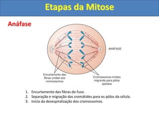Anáfase
1. Encurtamento das fibras do fuso.
2. Separação e migração das cromátides para os pólos da célula.
3. Início da desespiralização dos cromossomos.
Etapas da Mitose
 