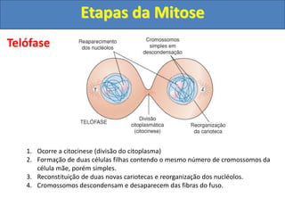 Telófase
1. Ocorre a citocinese (divisão do citoplasma)
2. Formação de duas células filhas contendo o mesmo número de cromossomos da
célula mãe, porém simples.
3. Reconstituição de duas novas cariotecas e reorganização dos nucléolos.
4. Cromossomos descondensam e desaparecem das fibras do fuso.
Etapas da Mitose
 