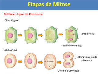 Telófase : tipos de Citocinese
Célula Animal
Célula Vegetal
Citocinese Centrífuga
Citocinese Centrípeta
Lamela média
Estrangulamento do
citoplasma
Etapas da Mitose
 