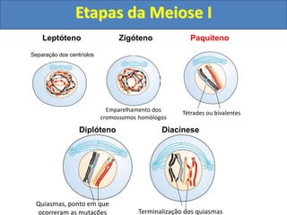 Leptóteno
Separação dos centríolos
Zigóteno
Emparelhamento dos
cromossomos homólogos
Tétrades ou bivalentes
Paquíteno
Quiasmas, ponto em que
ocorreram as mutações
Diplóteno
Terminalização dos quiasmas
Diacinese
Etapas da Meiose I
 