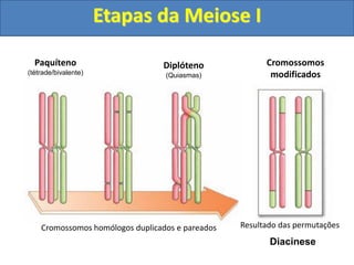Cromossomos homólogos duplicados e pareados Resultado das permutações
Paquíteno
(tétrade/bivalente)
Diplóteno
(Quiasmas)
Cromossomos
modificados
Etapas da Meiose I
Diacinese
 