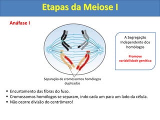 Anáfase I
 Encurtamento das fibras do fuso.
 Cromossomos homólogos se separam, indo cada um para um lado da célula.
 Não ocorre divisão do centrômero!
Separação de cromossomos homólogos
duplicados
A Segregação
Independente dos
homólogos
Promove
variabilidade genética
Etapas da Meiose I
 