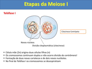Telófase I
 Célula mãe (2n) origina duas células filhas (n)
 Os cromossomos continuam duplos e não ocorre divisão do centrômero!
 Formação de duas novas cariotecas e de dois novos nucléolos.
 No final da Telófase I os cromossomos se desespiralizam
Divisão citoplasmática (citocinese)
Novos núcleos
Citocinese Centrípeta
Etapas da Meiose I
 