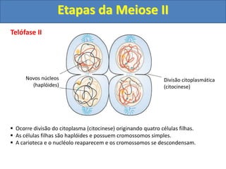 Telófase II
 Ocorre divisão do citoplasma (citocinese) originando quatro células filhas.
 As células filhas são haplóides e possuem cromossomos simples.
 A carioteca e o nucléolo reaparecem e os cromossomos se descondensam.
Novos núcleos
(haplóides)
Divisão citoplasmática
(citocinese)
Etapas da Meiose II
 