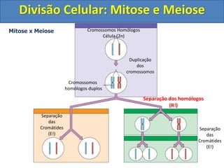 Cromossomos Homólogos
Célula (2n)
Duplicação
dos
cromossomos
Cromossomos
homólogos duplos
Separação dos homólogos
(R!)
Separação
das
Cromátides
(E!)
Mitose x Meiose
Separação
das
Cromátides
(E!)
Divisão Celular: Mitose e Meiose
 
