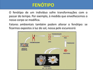 O fenótipo de um indivíduo sofre transformações com o
passar do tempo. Por exemplo, à medida que envelhecemos o
nosso corpo se modifica.
Fatores ambientais também podem alterar o fenótipo: se
ficarmos expostos à luz do sol, nossa pele escurecerá
FENÓTIPO
 