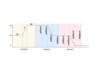 SLIDE PARA AULA DE  DIIVISÃO CELULAR.pdf
