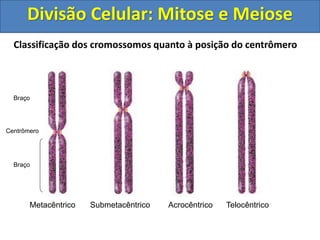 Classificação dos cromossomos quanto à posição do centrômero
Braço
Braço
Centrômero
Metacêntrico Submetacêntrico Acrocêntrico Telocêntrico
Divisão Celular: Mitose e Meiose
 
