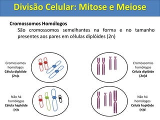 Cromossomos Homólogos
São cromossomos semelhantes na forma e no tamanho
presentes aos pares em células diplóides (2n)
Cromossomos
homólogos
Célula diplóide
(2n)s
Cromossomos
homólogos
Célula diplóide
(2n)d
Não há
homólogos
Célula haplóide
(n)d
Não há
homólogos
Célula haplóide
(n)s
Divisão Celular: Mitose e Meiose
 