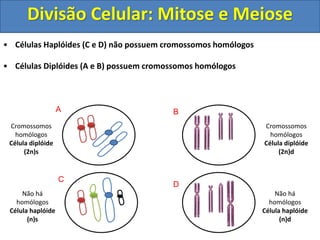 • Células Haplóides (C e D) não possuem cromossomos homólogos
• Células Diplóides (A e B) possuem cromossomos homólogos
Cromossomos
homólogos
Célula diplóide
(2n)s
Cromossomos
homólogos
Célula diplóide
(2n)d
Não há
homólogos
Célula haplóide
(n)d
Não há
homólogos
Célula haplóide
(n)s
A B
C
D
Divisão Celular: Mitose e Meiose
 
