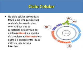 • No ciclo celular temos duas
fases, uma em que a célula
se divide, formando duas
células filhas que se
caracteriza pela divisão do
núcleo (mitose), e a divisão
do citoplasma (citocinese) e a
outra é o espaço entra duas
mitoses sucessivas a
interfase.
Ciclo Celular
 