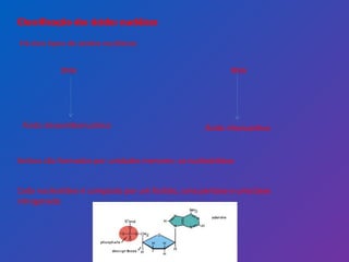 Classificação dos ácidos nucléicos Há dois tipos de ácidos nucléicos: DNA Ácido desoxiribonucléico RNA Ácido ribonucléico Ambos são formados por unidades menores: os nucleotídeos Cada nucleotídeo é composto por um fosfato, uma pentose e uma base nitrogenada 