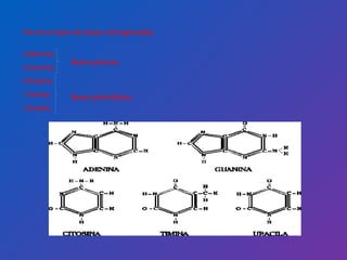 Há cinco tipos de bases nitrogenadas: - Adenina - Guanina - Citosina - Timina - Uracila Bases púricas Bases pirimídicas 