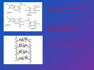 Adenina fará duas pontes de hidrogênio com timina.  Guanina fará sempre três pontes de hidrogênio com citosina Desta forma a quantidade de A=T e C=G  