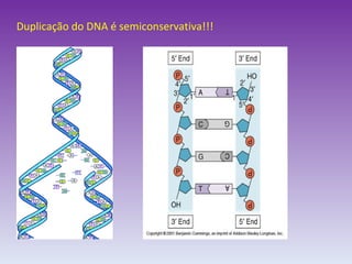 Duplicação do DNA é semiconservativa!!! 