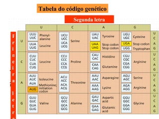 Tabela do código genético Segunda letra Primeira letra 