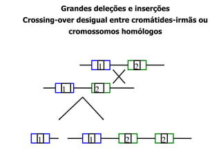Grandes deleções e inserções Crossing-over desigual entre cromátides-irmãs ou cromossomos homólogos 1 2 1 2 2 2 1 1 